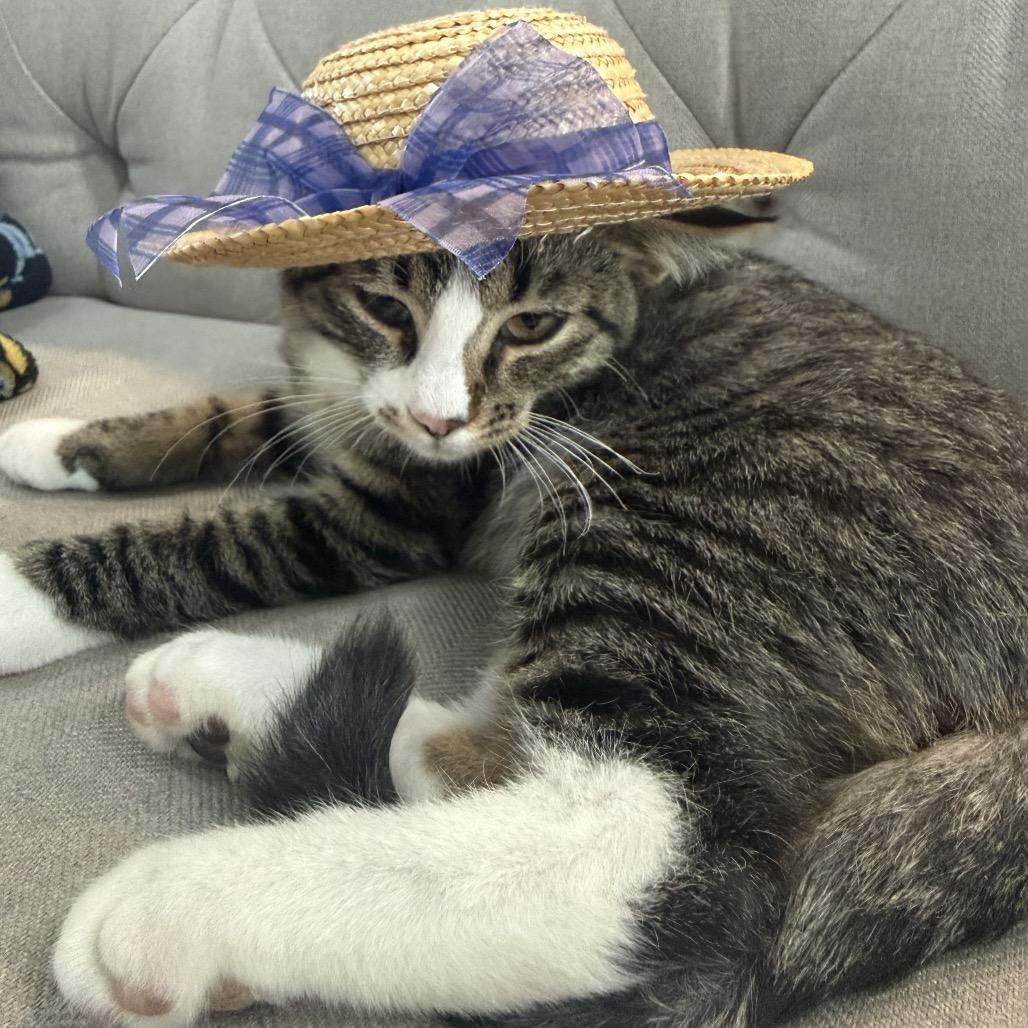 Enlarge Onyx, a Adoptable Domestic Short Hair in Bismarck, ND image 2/2
