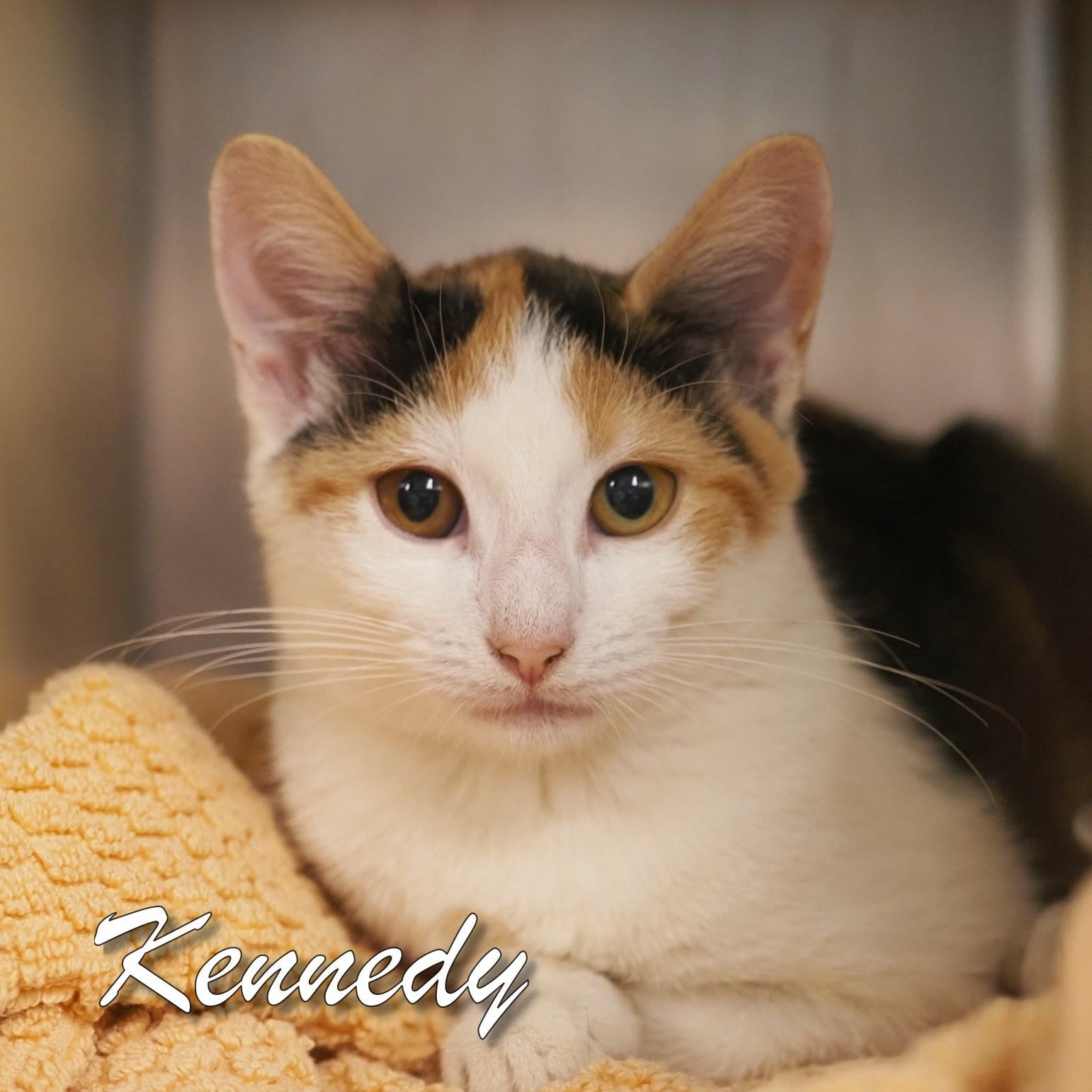 Kennedy