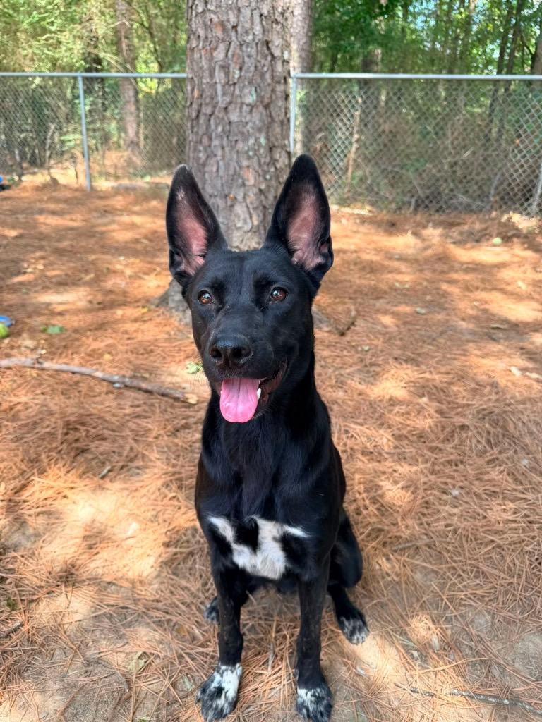 Valerie, Adoptable, Young Female Shepherd.