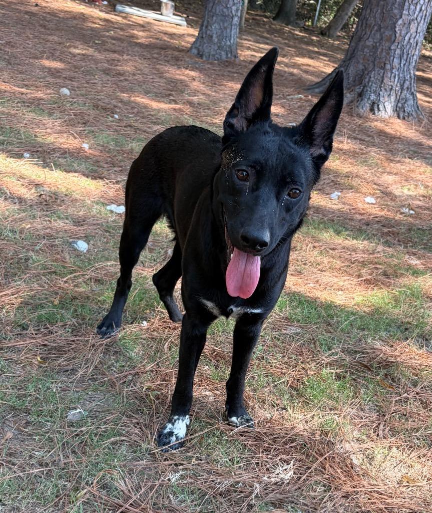 Enlarge Valerie, a Adoptable mixed breed in Little Rock, AR image 2/4