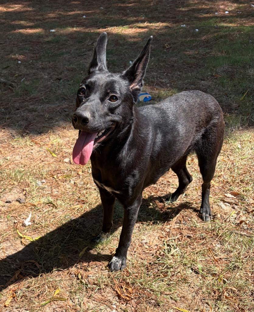 Enlarge Valerie, a Adoptable mixed breed in Little Rock, AR image 3/4