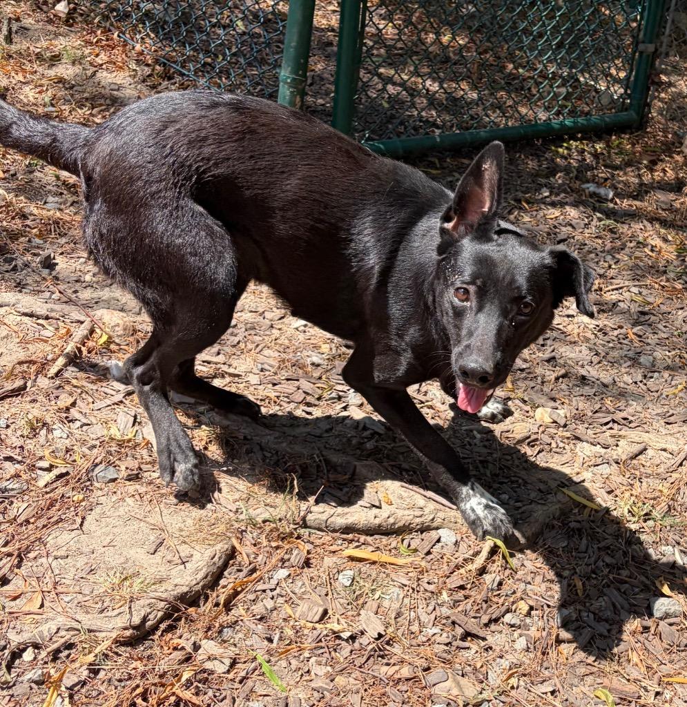 Enlarge Valerie, a Adoptable mixed breed in Little Rock, AR image 4/4