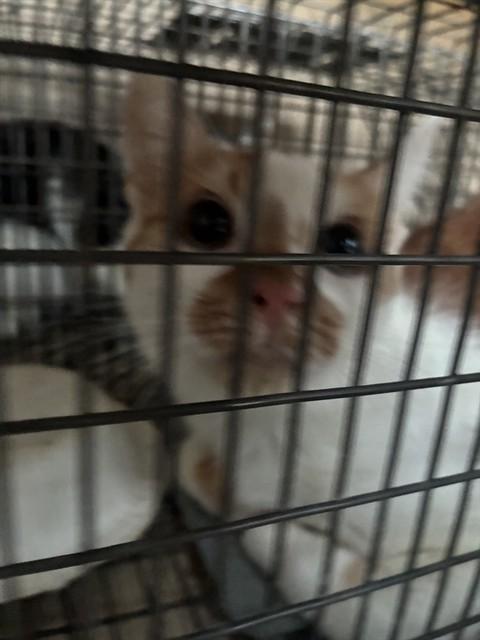 Enlarge DAPHNE, a Adoptable Domestic Short Hair in Louisville, KY image 1/1