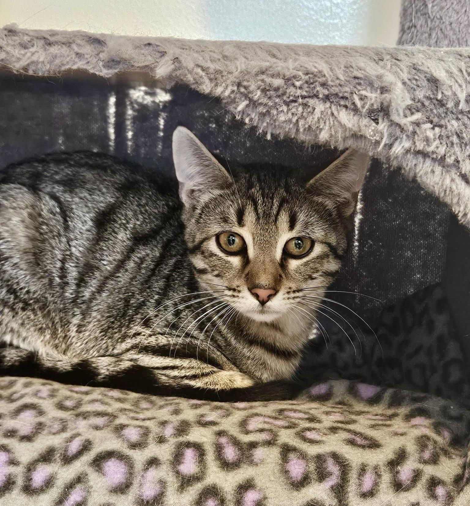 Enlarge Cashmere, a Adopted Domestic Short Hair in Penndel, PA image 2/3