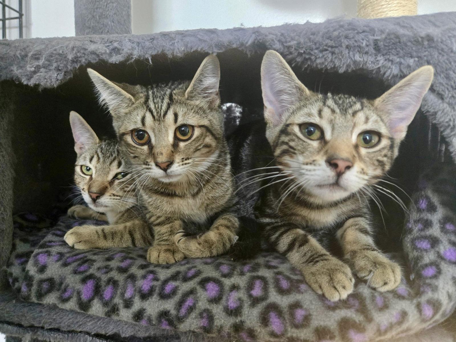 Enlarge Cashmere, a Adopted Domestic Short Hair in Penndel, PA image 3/3