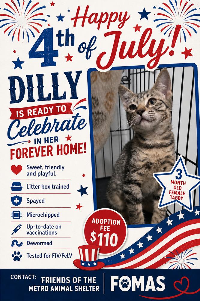 Enlarge Dilly (The Brine Brigade), a Adoptable Domestic Short Hair in Blanchard, OK image 1/1