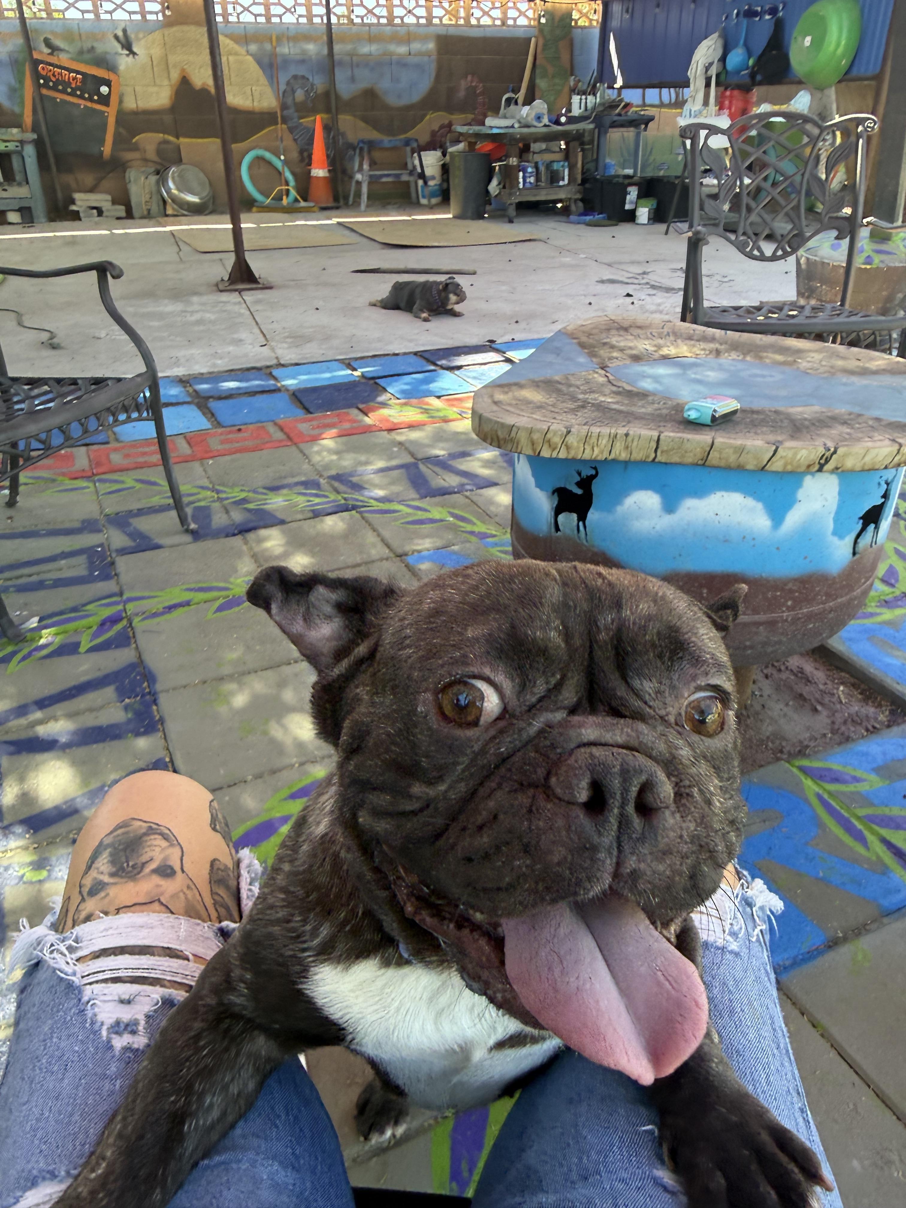 Milo, Adoptable, Adult Male French Bulldog.