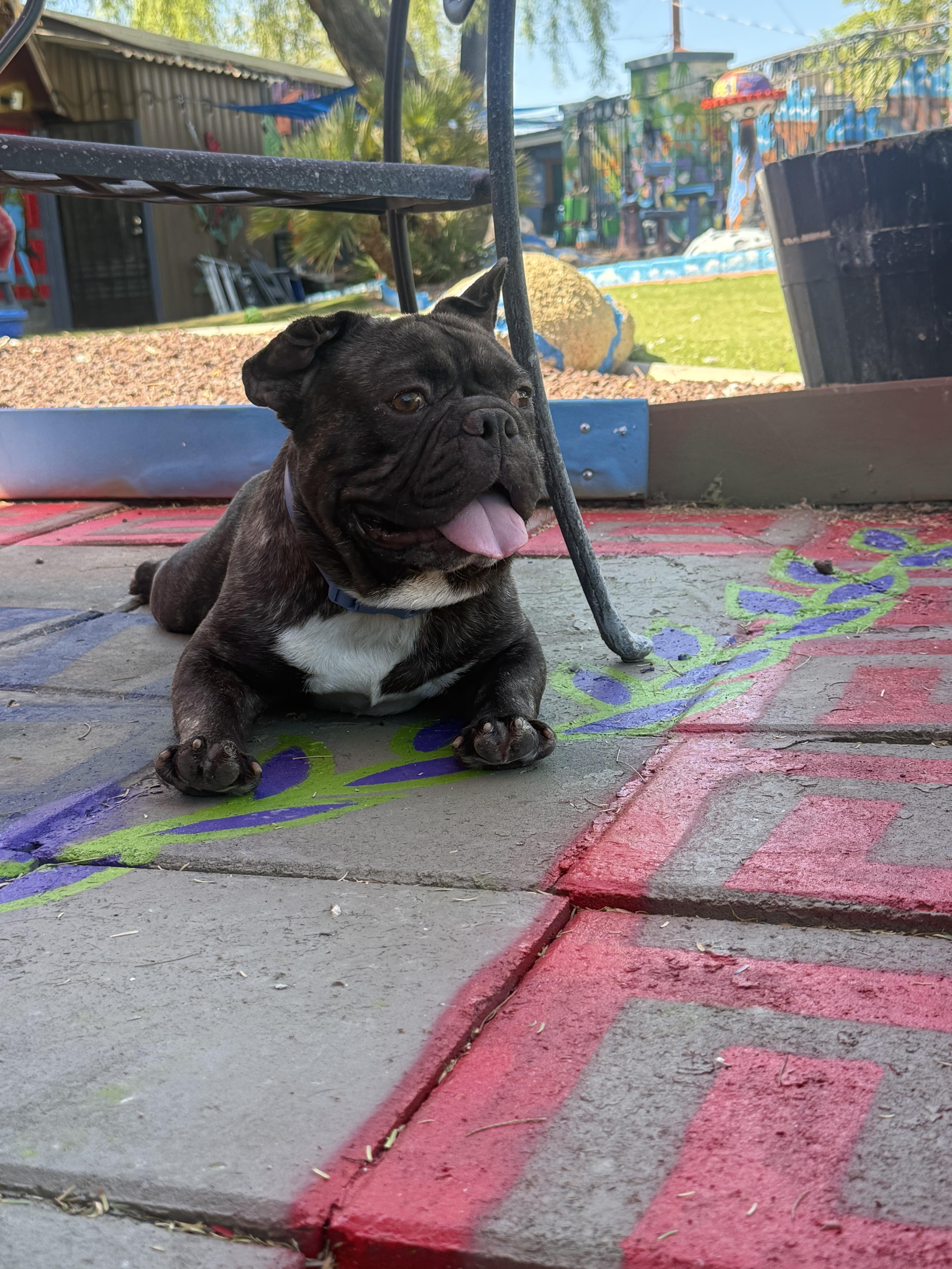 Enlarge Milo, a Adoptable French Bulldog in Mesa, AZ image 2/6