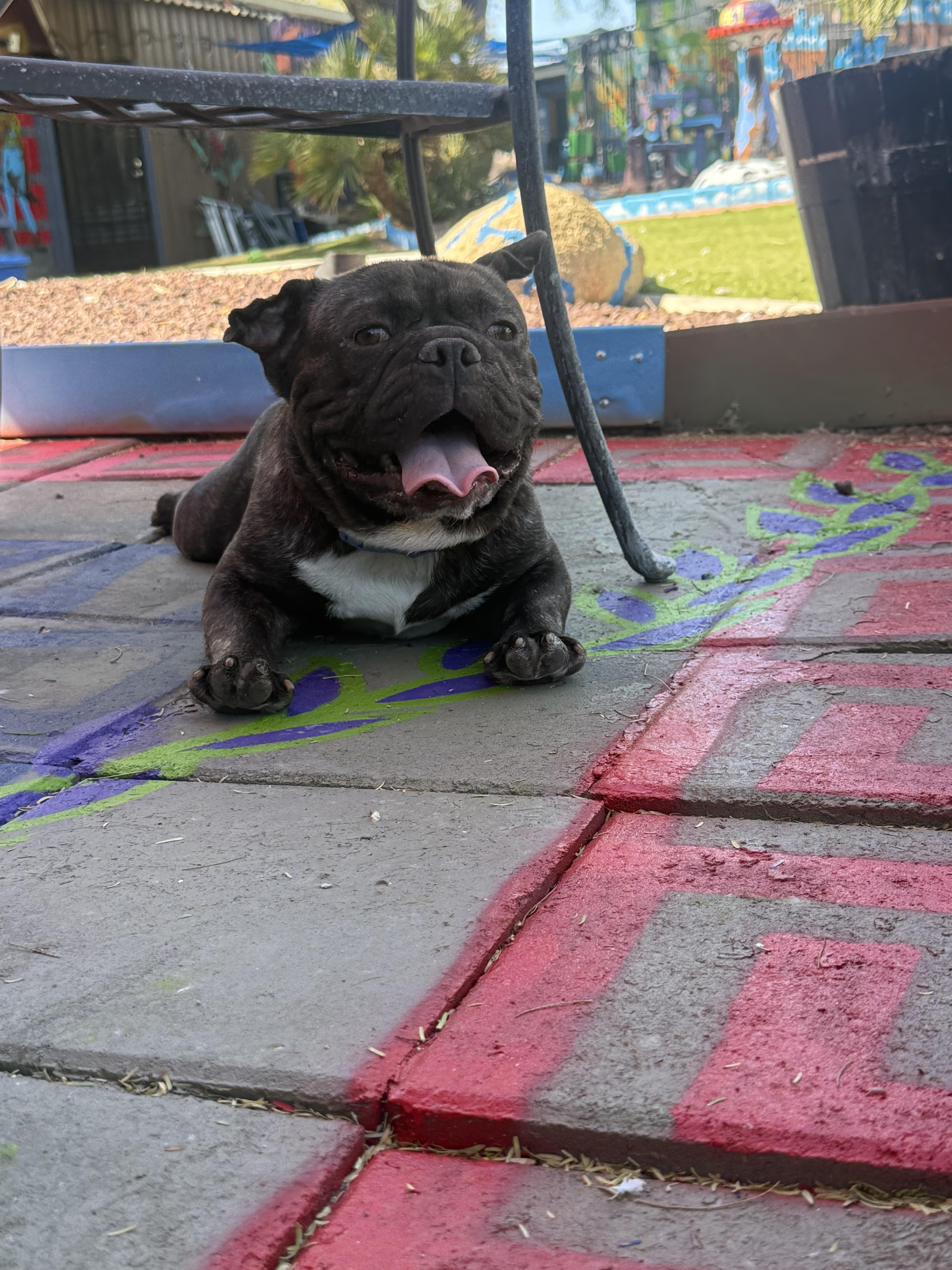 Enlarge Milo, a Adoptable French Bulldog in Mesa, AZ image 3/6