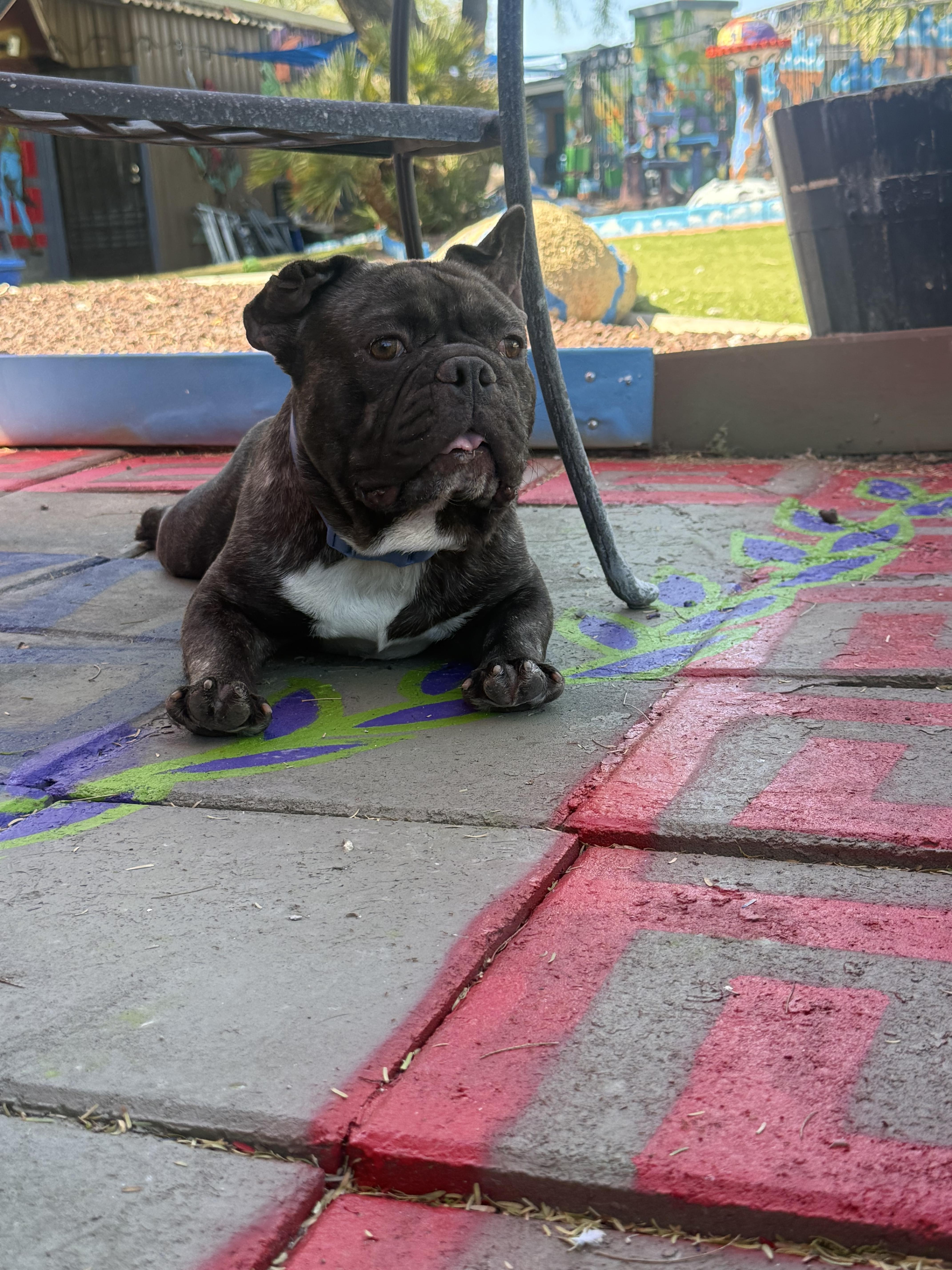 Enlarge Milo, a Adoptable French Bulldog in Mesa, AZ image 4/6