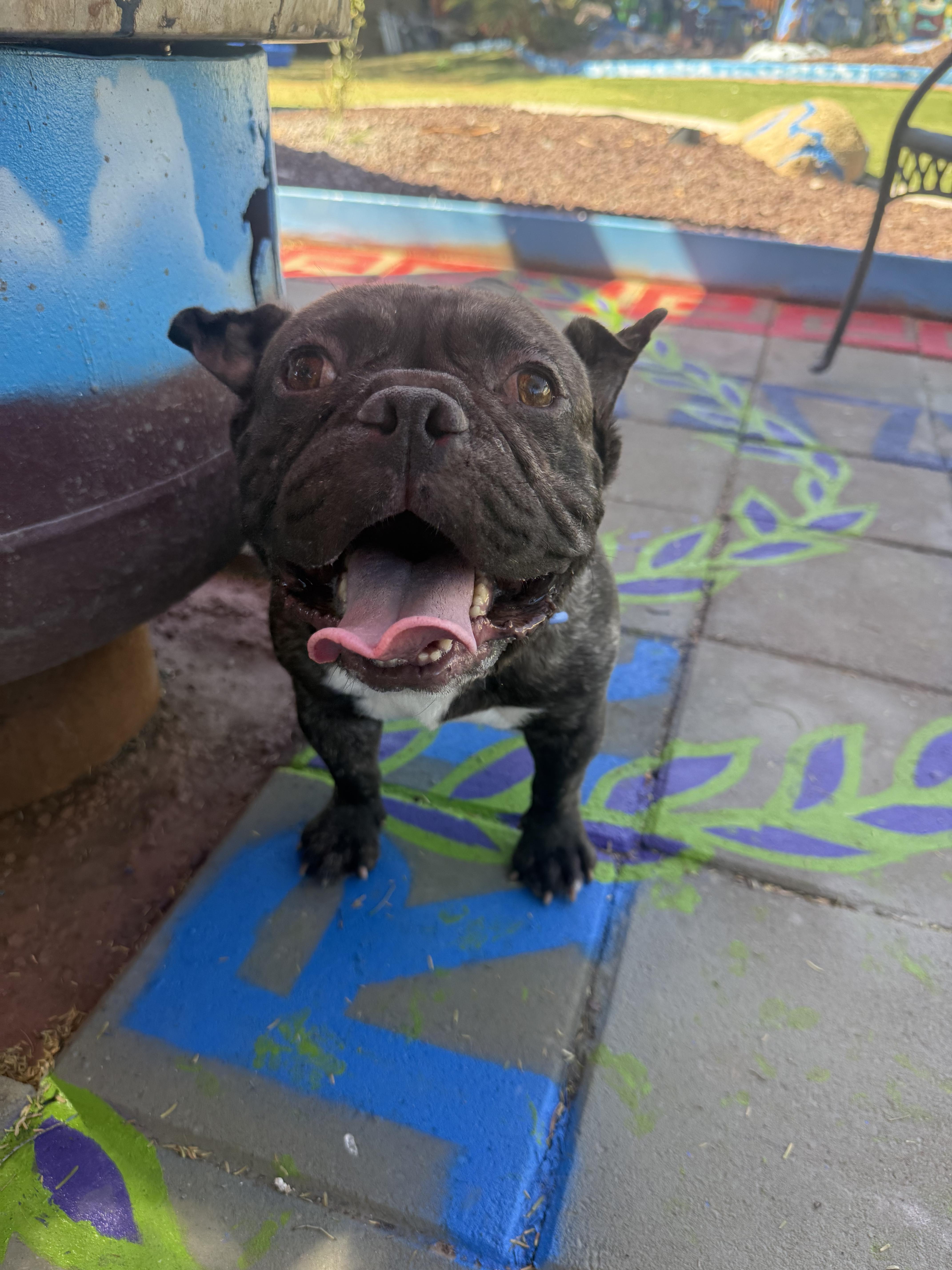 Enlarge Milo, a Adoptable French Bulldog in Mesa, AZ image 5/6