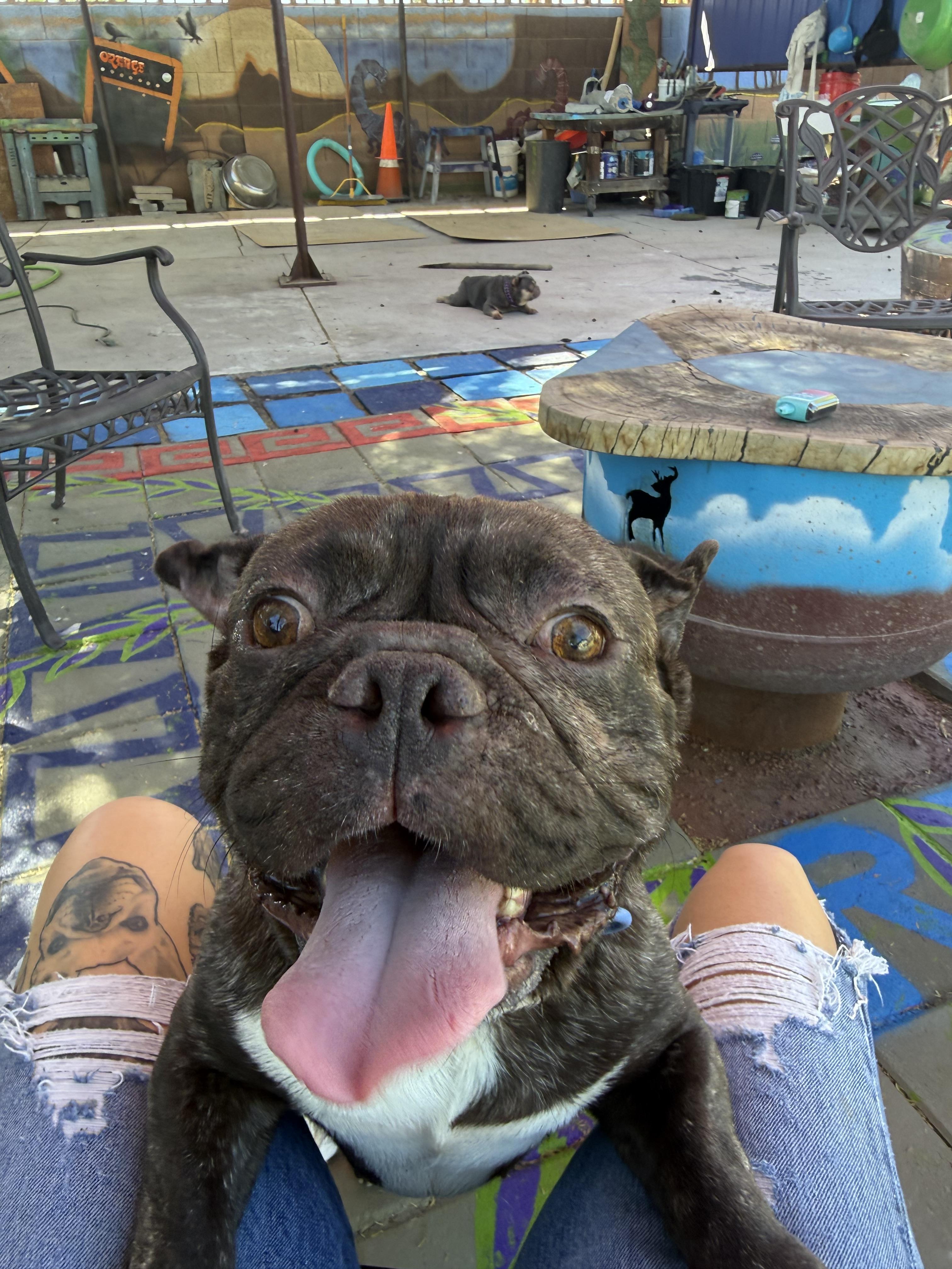 Enlarge Milo, a Adoptable French Bulldog in Mesa, AZ image 6/6