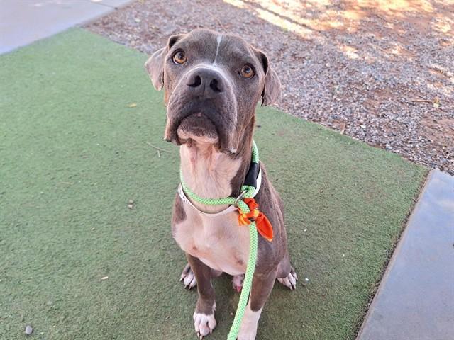 KEANU, Adoptable, Adult Male Pit Bull Terrier & Mixed Breed.