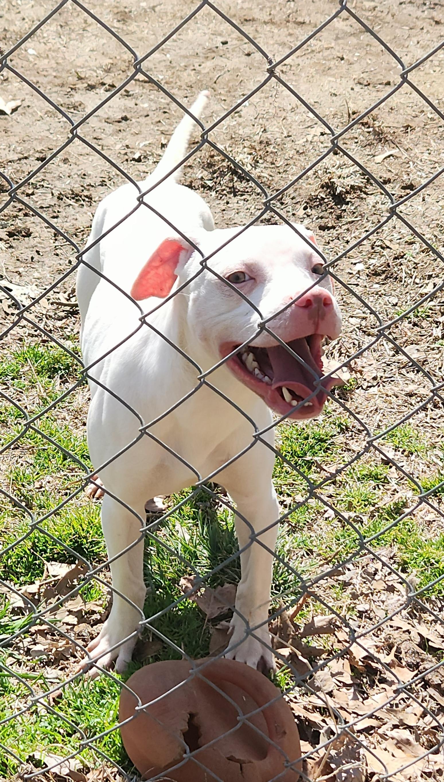 Enlarge Mayze, an adopted mixed breed in Flintstone, GA image 3/3