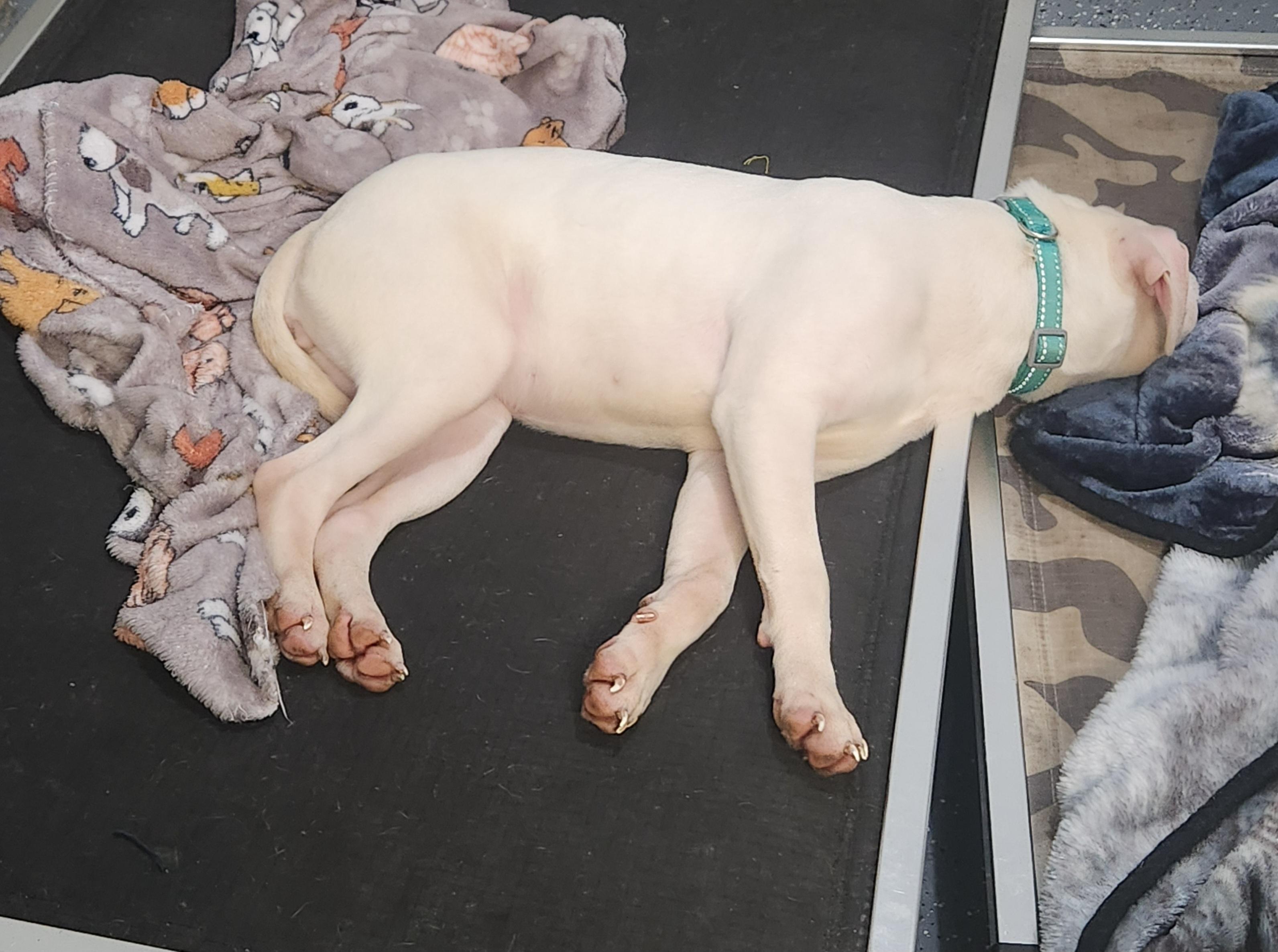 Enlarge Mayze, an adopted mixed breed in Flintstone, GA image 2/3