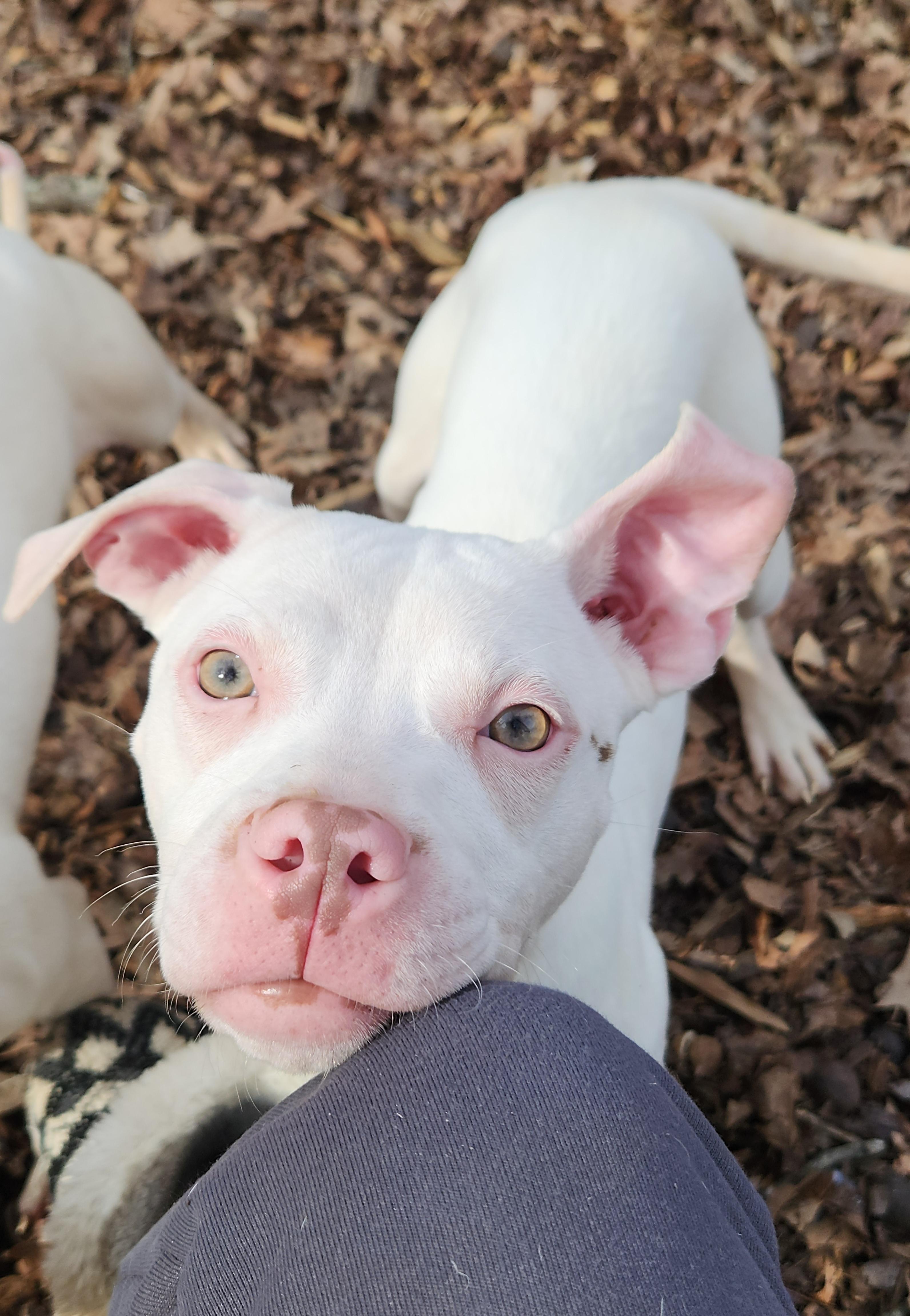 Mayze, ADOPTABLE, Young Female Terrier & Mixed Breed.
