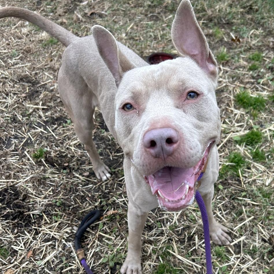 Brixton, ADOPTABLE, Young Male Pit Bull Terrier.
