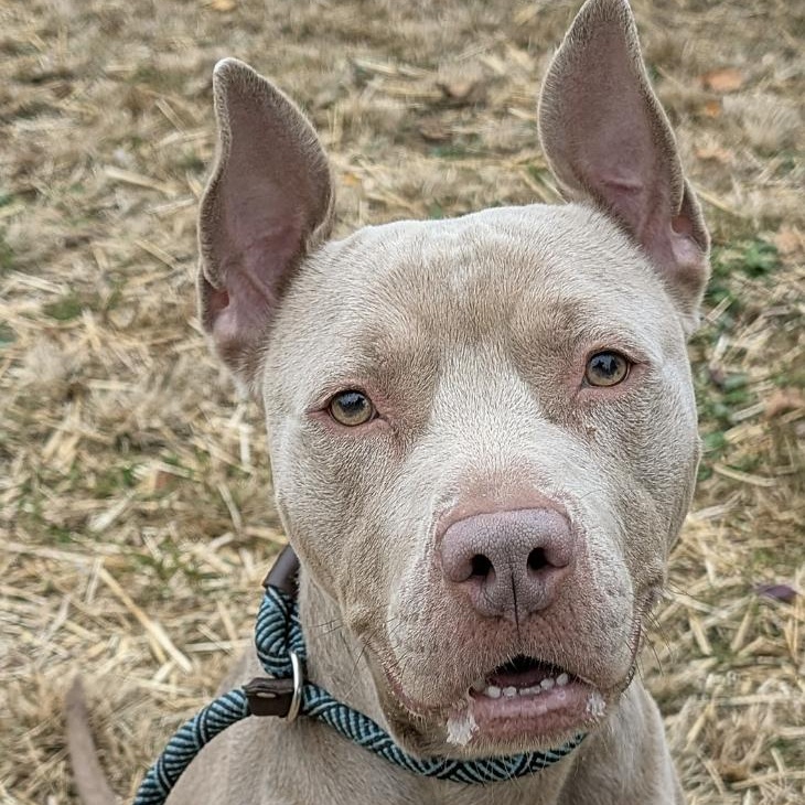Brixton, a ADOPTABLE Pit Bull Terrier in Chicago, IL image 2/4