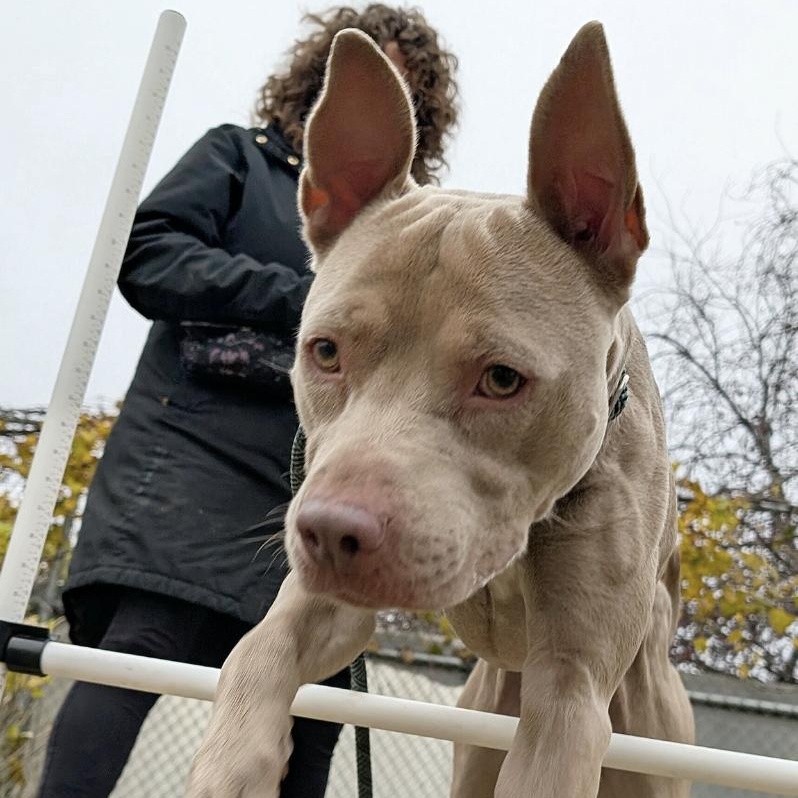 Brixton, a ADOPTABLE Pit Bull Terrier in Chicago, IL image 3/4