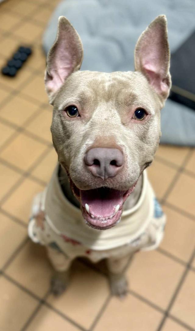 Brixton, a ADOPTABLE Pit Bull Terrier in Chicago, IL image 4/5