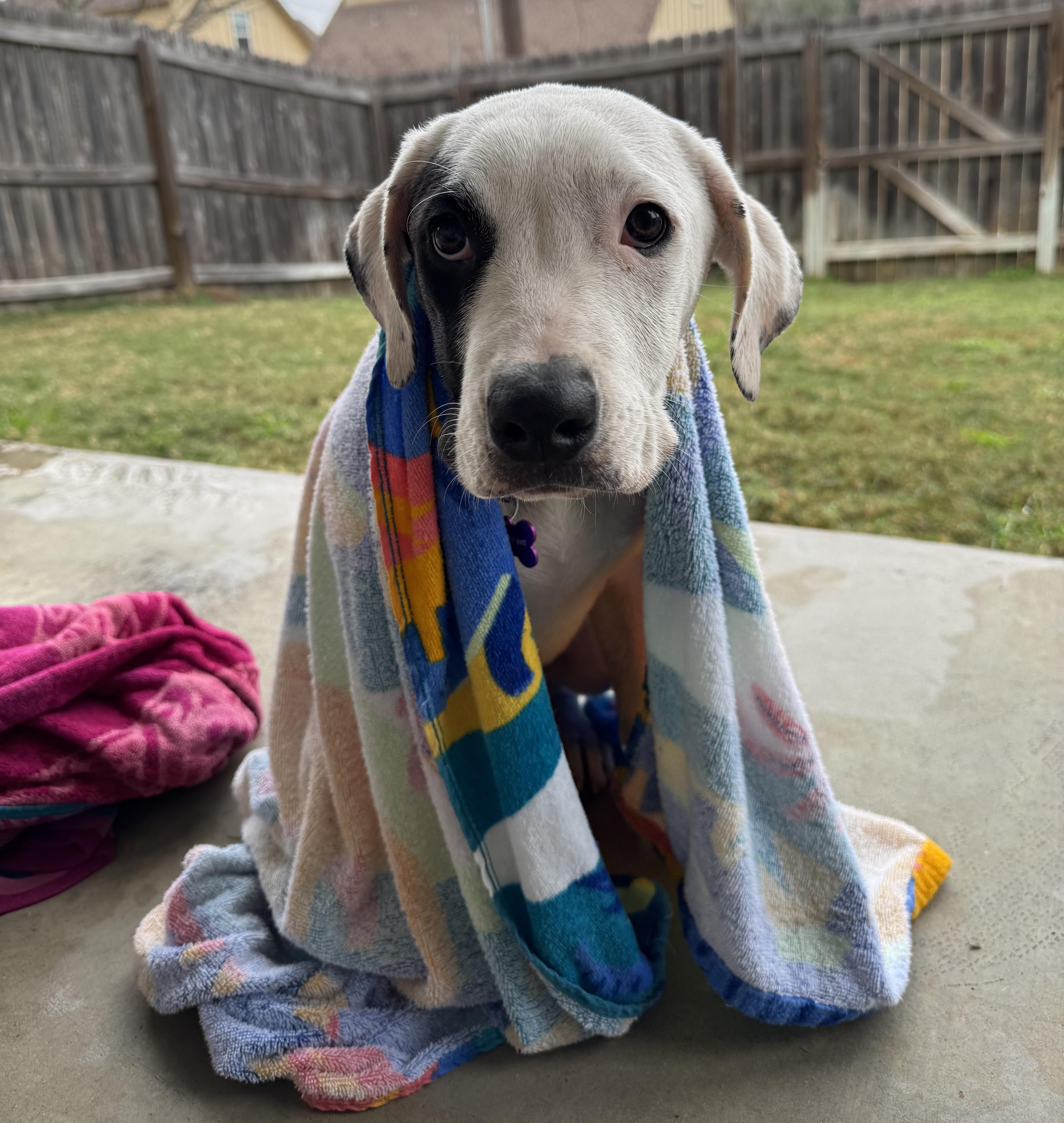 Matilda, adopted, Young Female Mixed Breed.