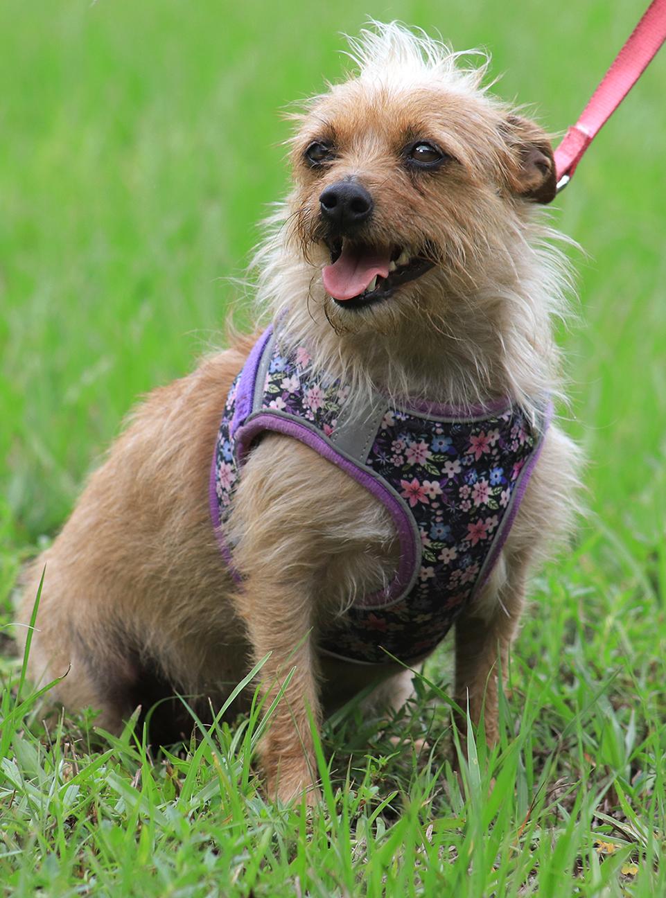 Pixie, Adult Female unknown