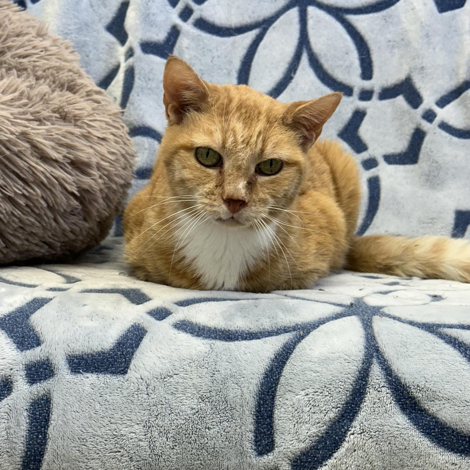 Ginger