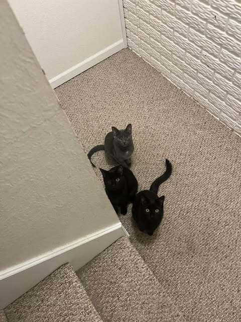 Kira (26-014 C), Adoptable, Kitten Female Domestic Short Hair.