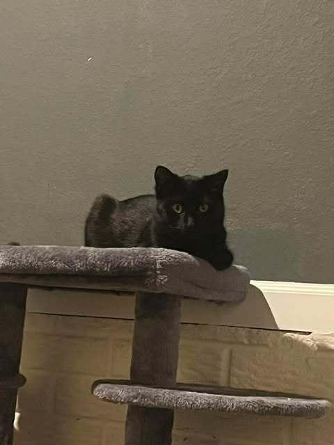 Kira (26-014 C), a Adoptable Domestic Short Hair in Lansing, MI image 2/4