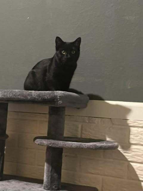 Kira (26-014 C), a Adoptable Domestic Short Hair in Lansing, MI image 3/4