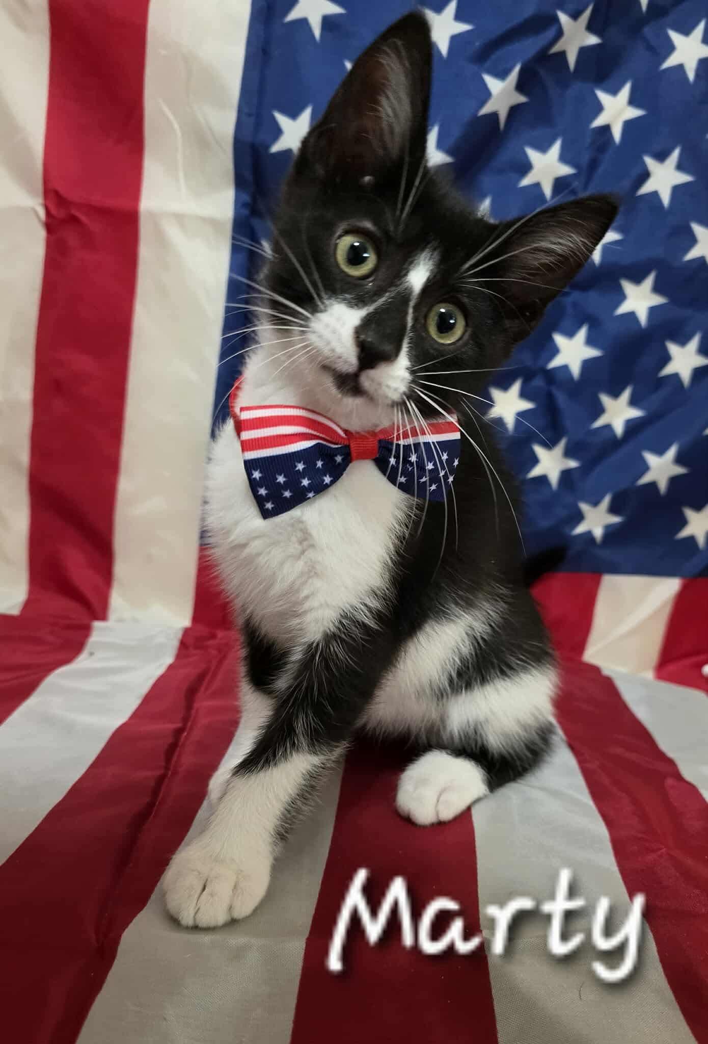 Marty, Baby Male Tuxedo