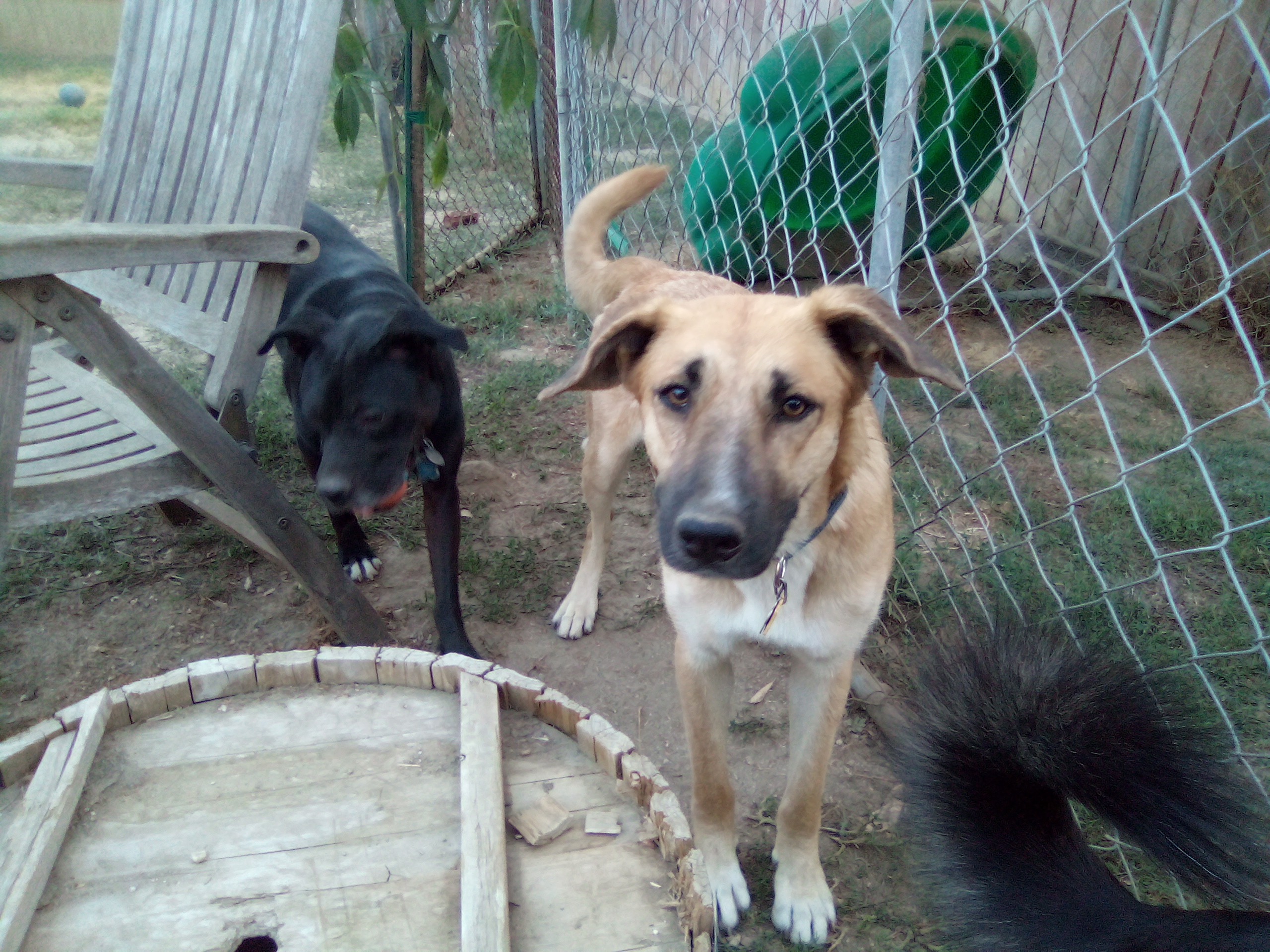 Nugget, an adoptable German Shepherd Dog, Labrador Retriever in Moriarty, NM, 87035 | Photo Image 1