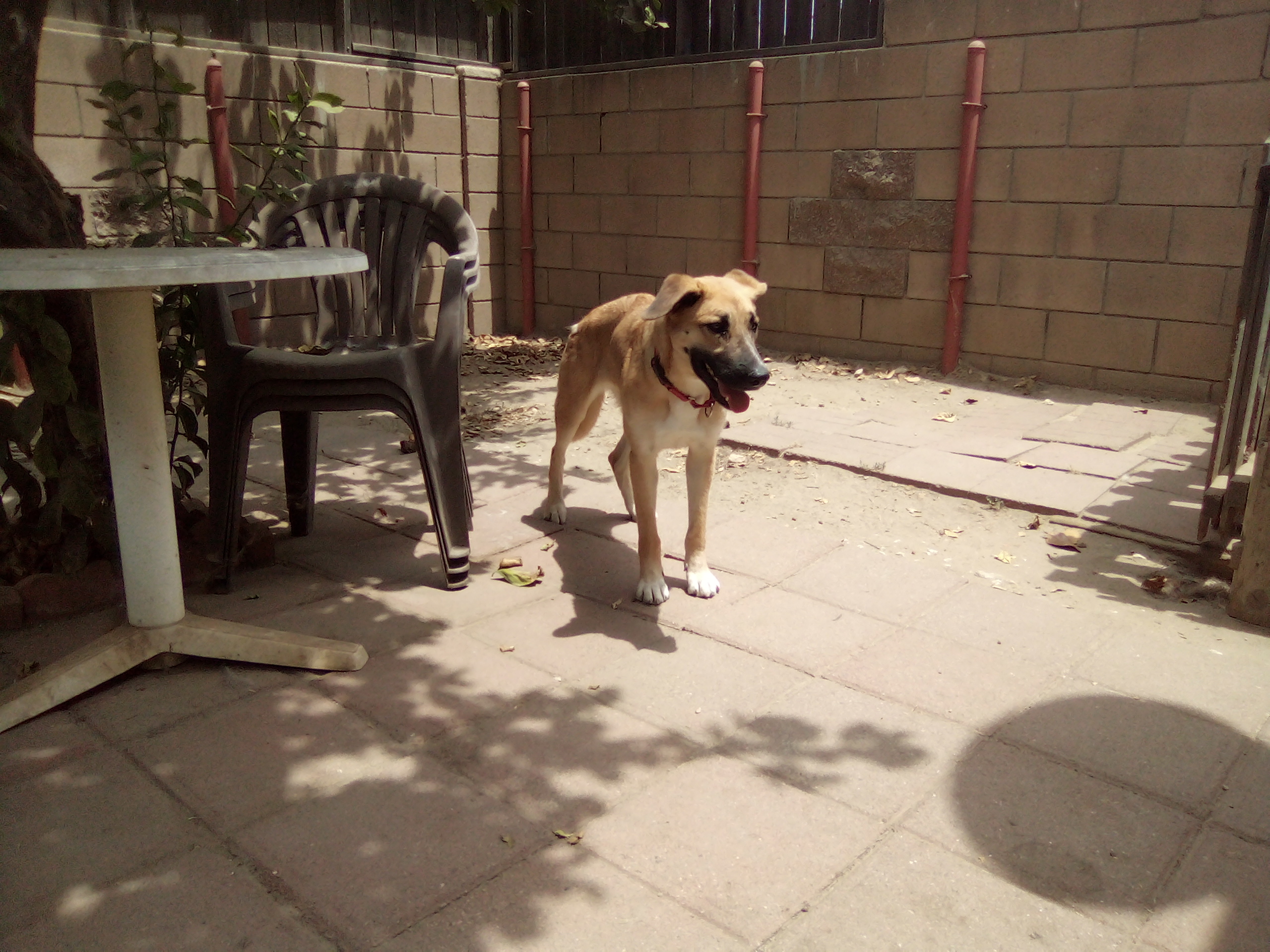 Nugget, an adoptable German Shepherd Dog, Labrador Retriever in Moriarty, NM, 87035 | Photo Image 2