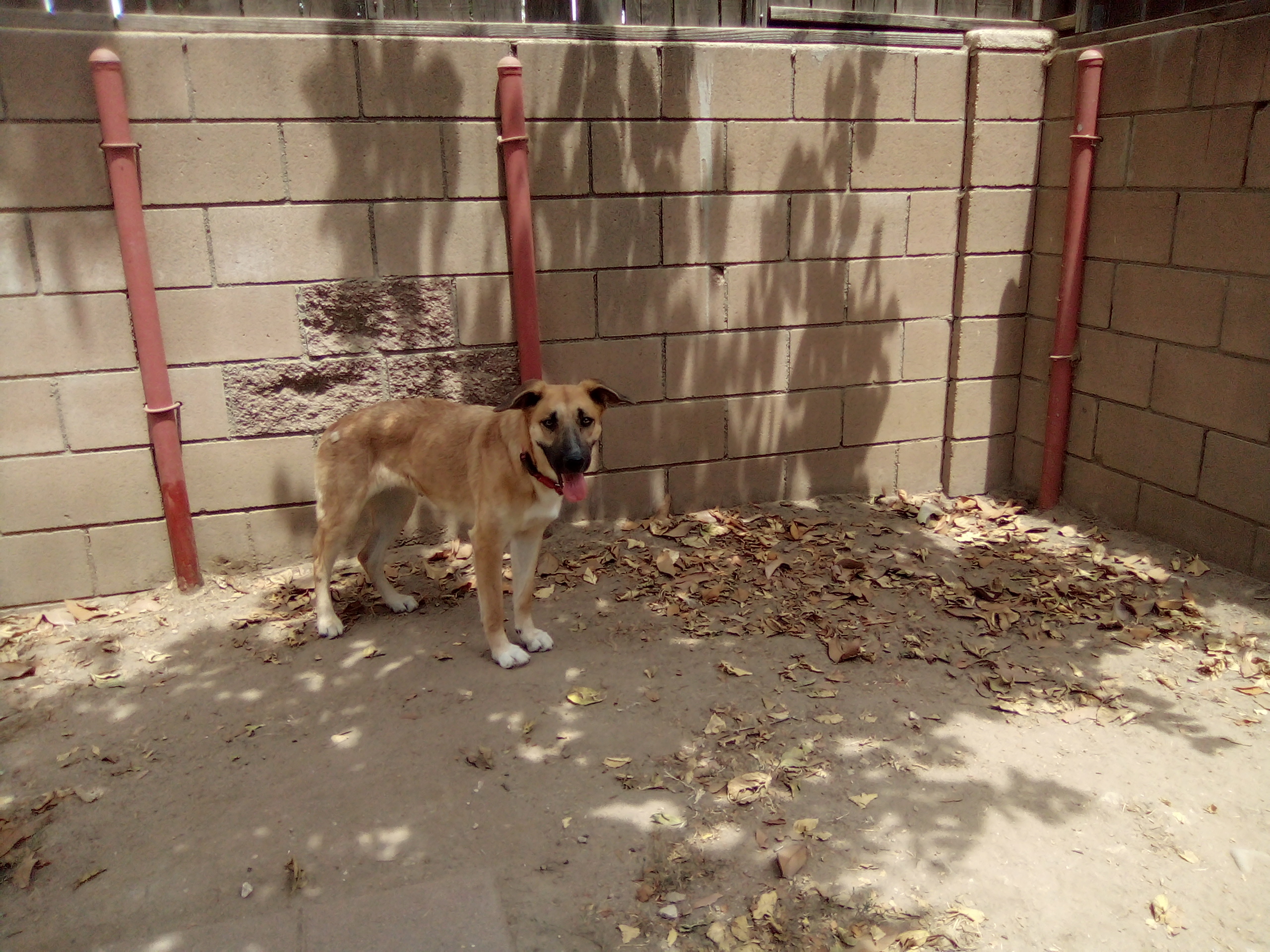 Nugget, an adoptable German Shepherd Dog, Labrador Retriever in Moriarty, NM, 87035 | Photo Image 3