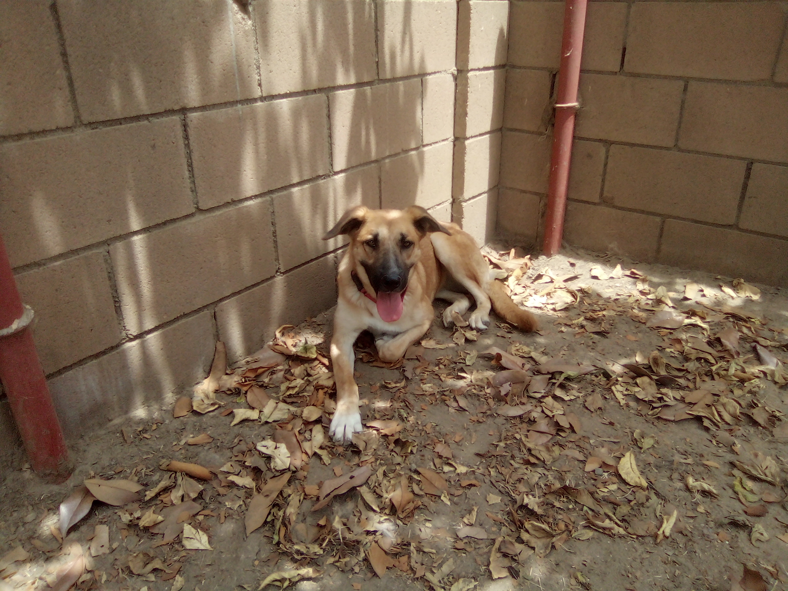 Nugget, an adoptable German Shepherd Dog, Labrador Retriever in Moriarty, NM, 87035 | Photo Image 4