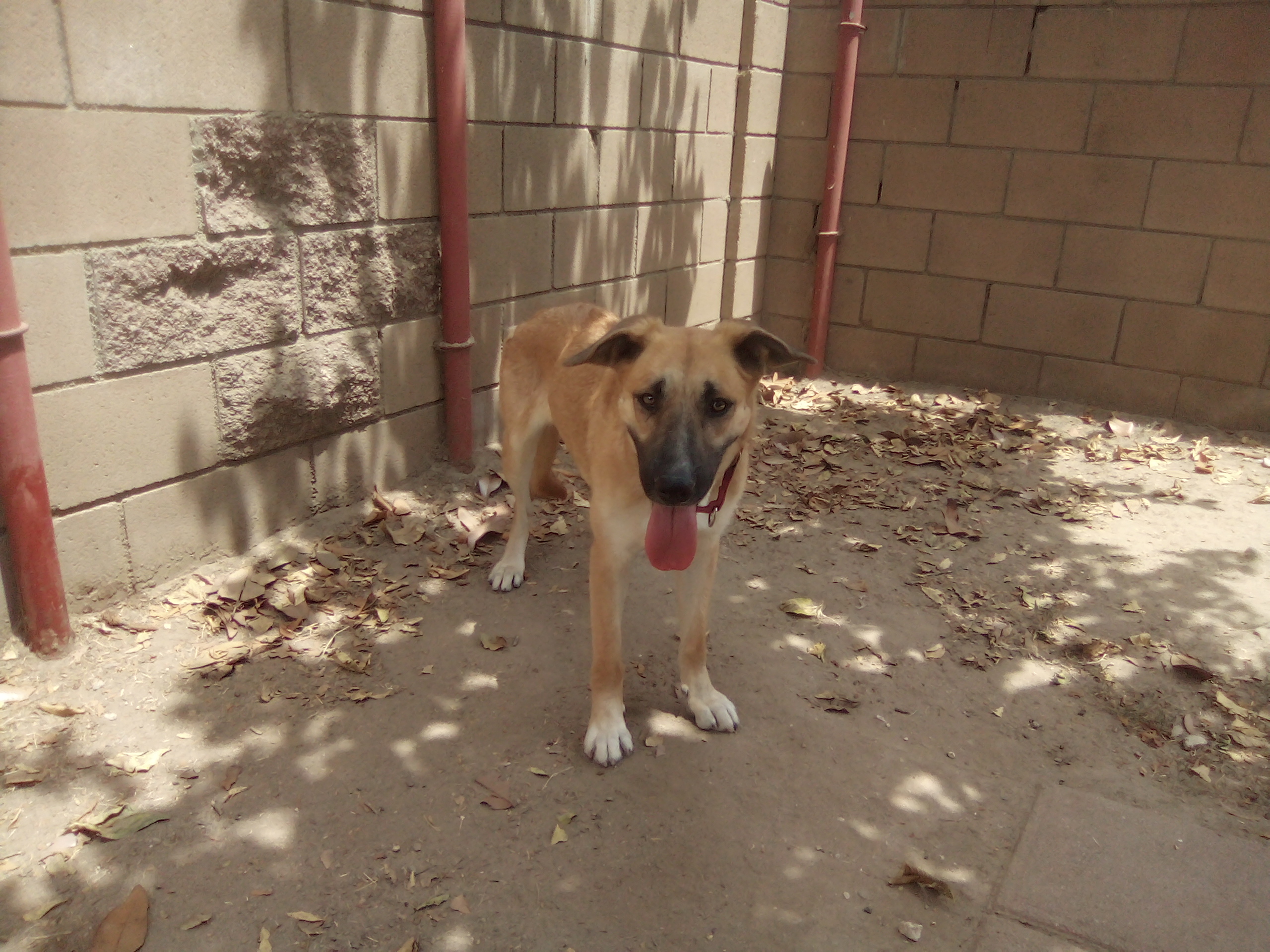 Nugget, an adoptable German Shepherd Dog, Labrador Retriever in Moriarty, NM, 87035 | Photo Image 5