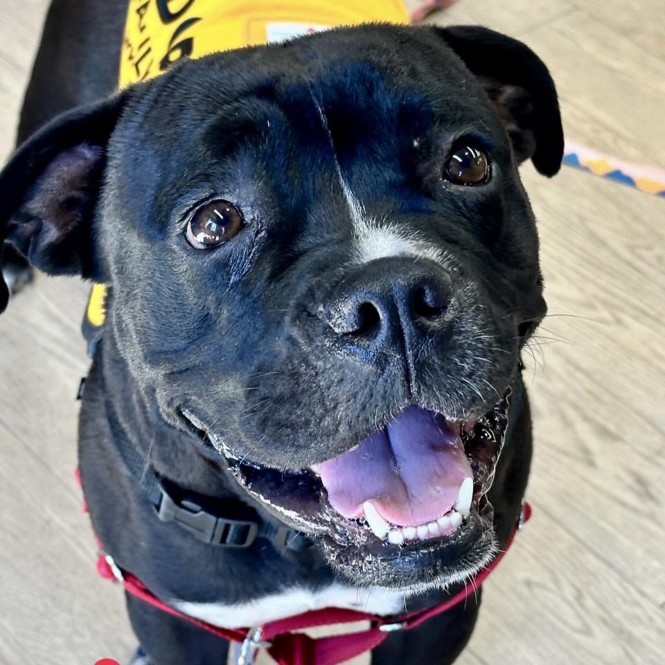 Enlarge Bubba, a Adoptable English Bulldog in Sonoma, CA image 1/5