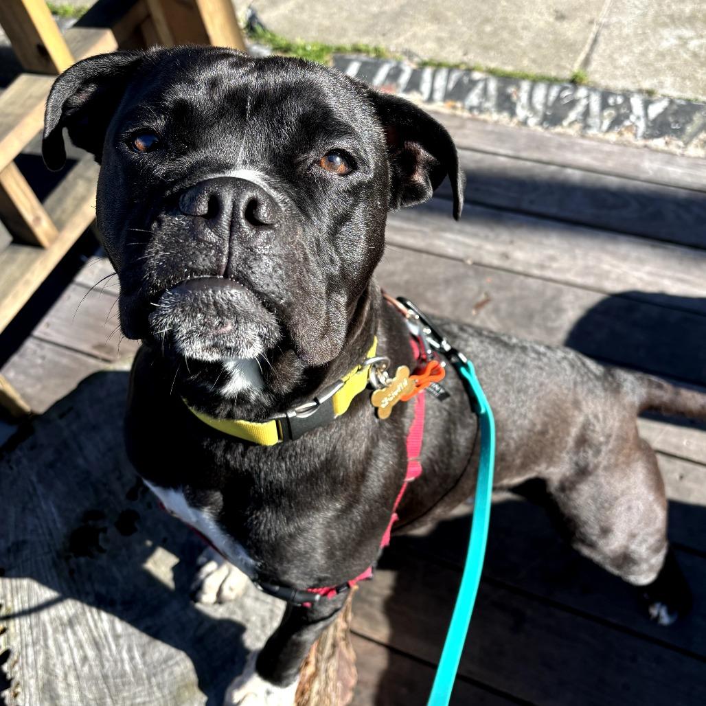 Enlarge Bubba, a Adoptable English Bulldog in Sonoma, CA image 2/5