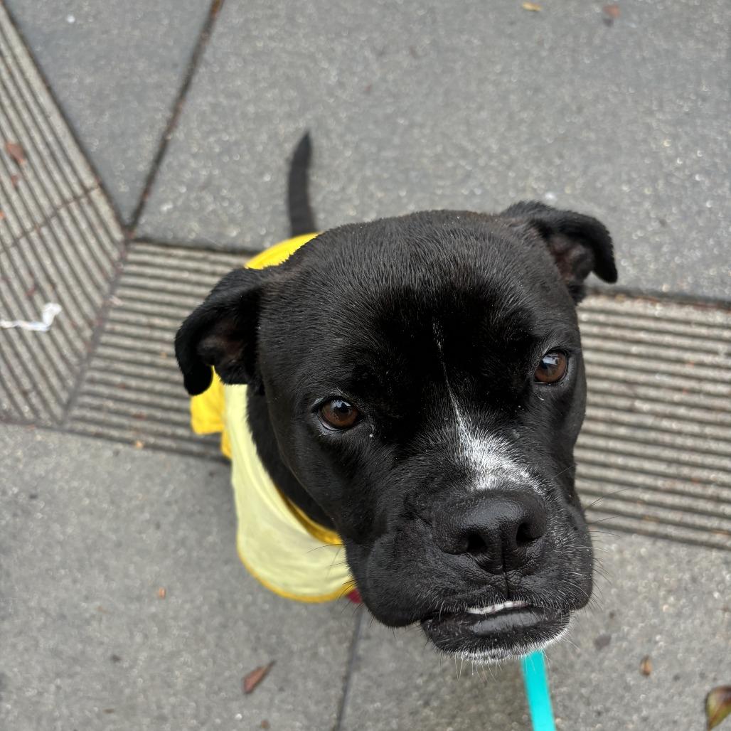Enlarge Bubba, a Adoptable English Bulldog in Sonoma, CA image 4/5