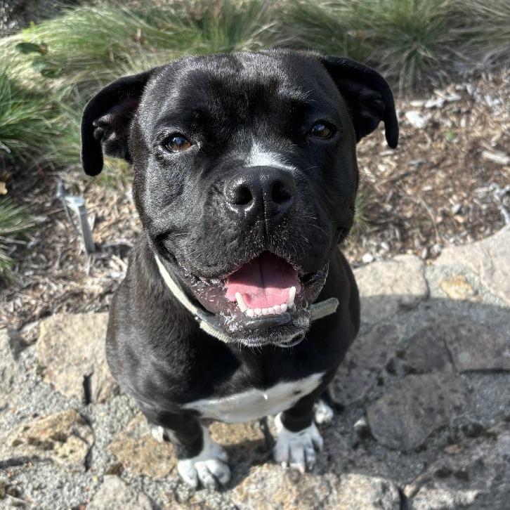 Enlarge Bubba, a Adoptable English Bulldog in Sonoma, CA image 5/5