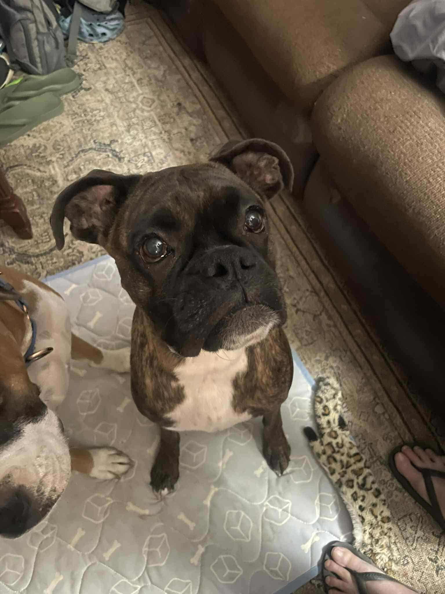 Bella thumbnail 4