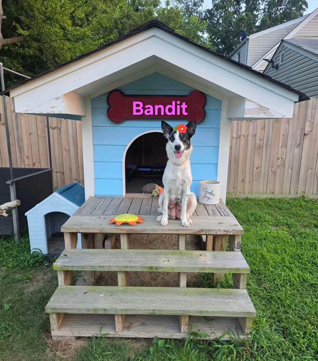 Bandit, ADOPTABLE, Young Female Australian Cattle Dog / Blue Heeler & Border Collie.