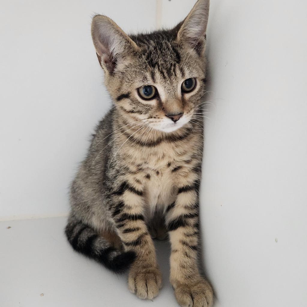 Enlarge Biscuit, a Adoptable mixed breed in Walnutport, PA image 1/1