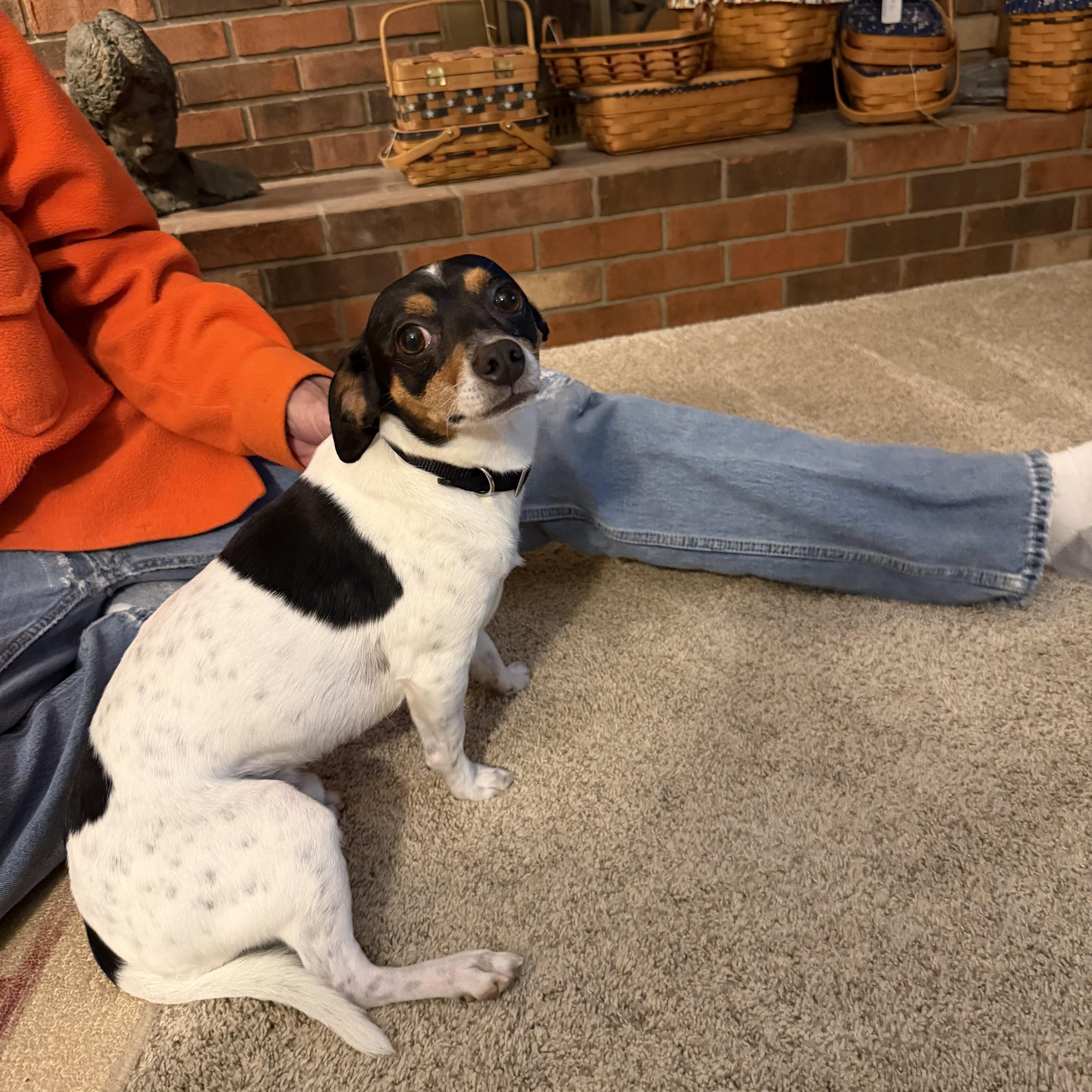 Mouse (SC), Adoptable, Adult Male Rat Terrier.