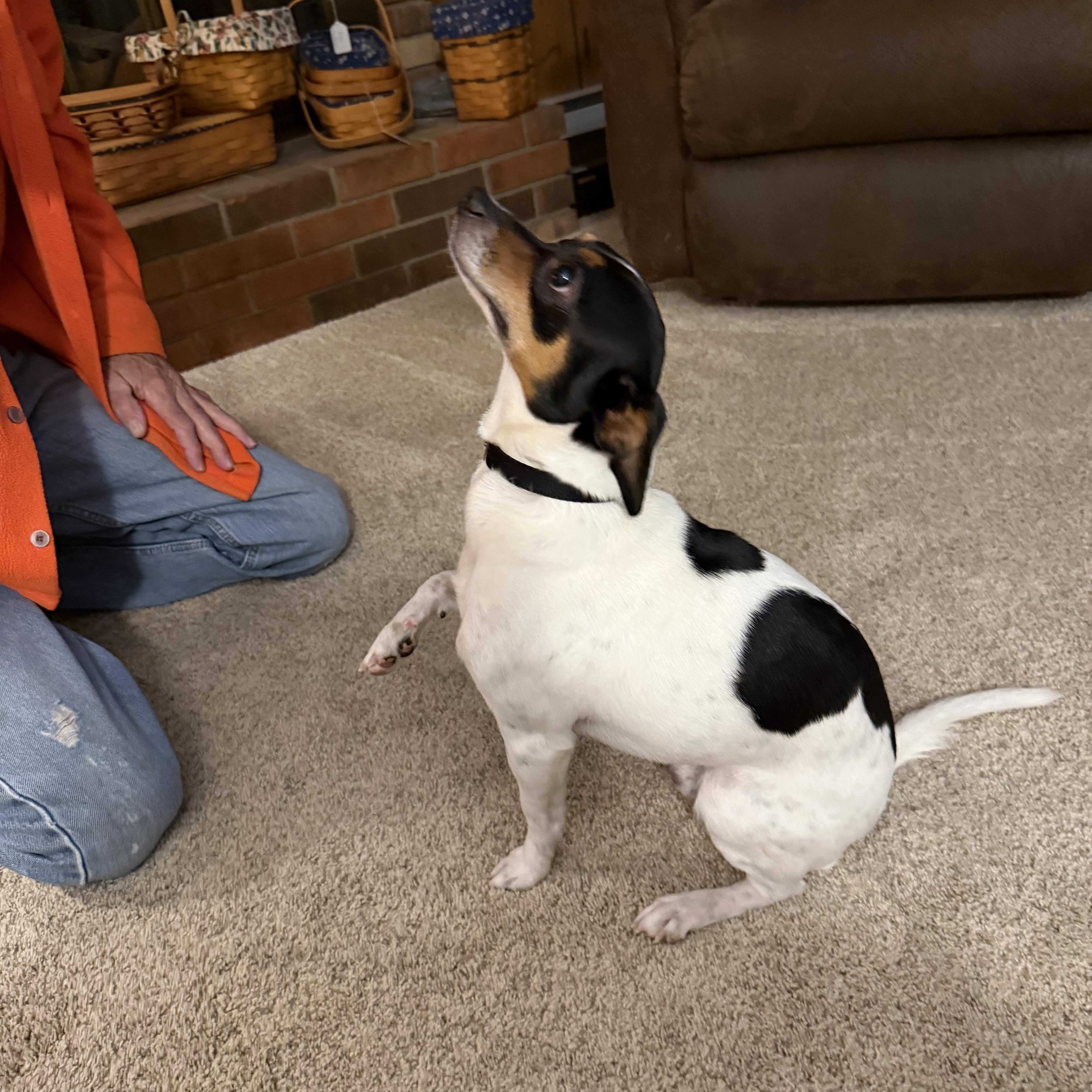 Enlarge Mouse (SC), a Adoptable Rat Terrier in Clinton, IL image 2/5