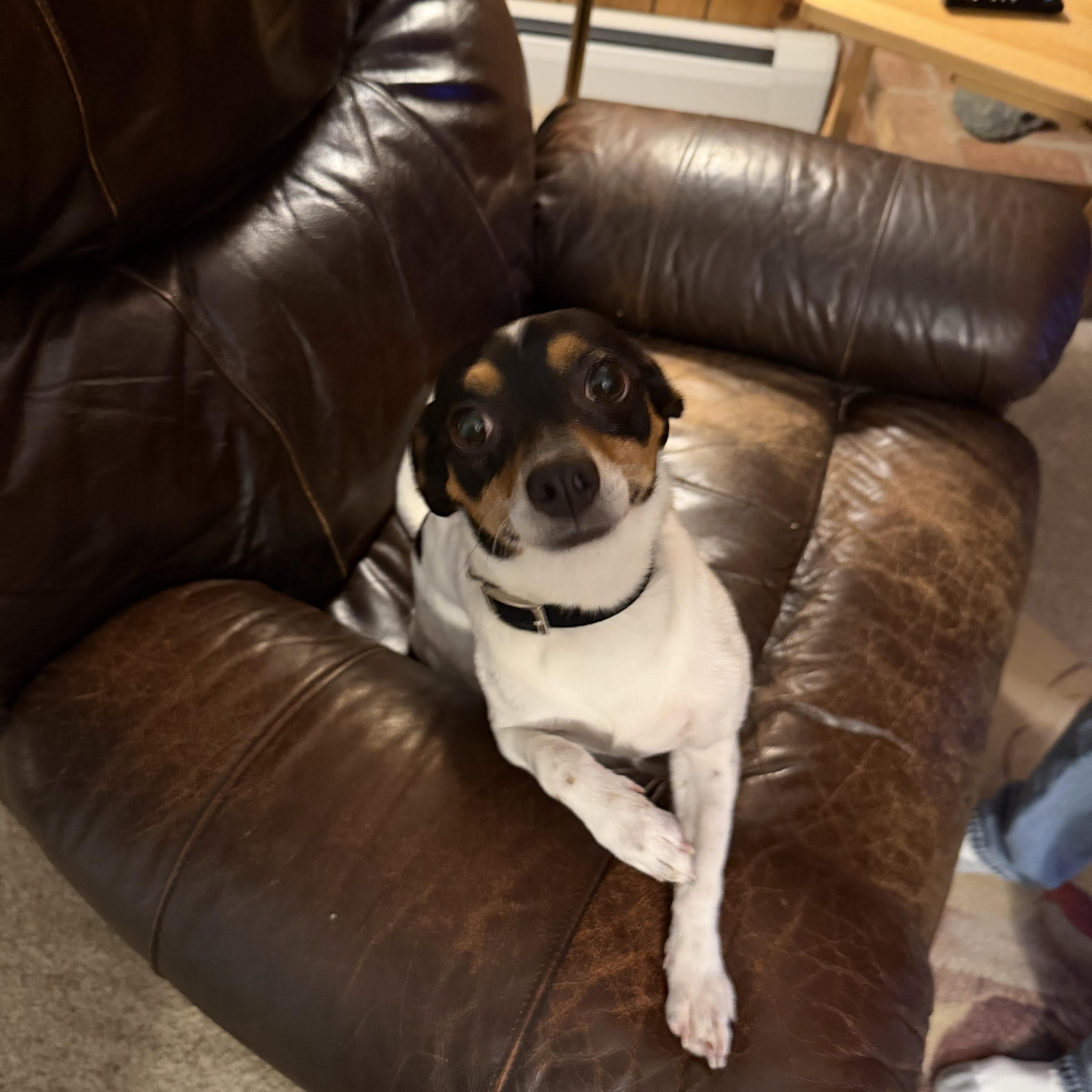 Enlarge Mouse (SC), a Adoptable Rat Terrier in Clinton, IL image 3/5