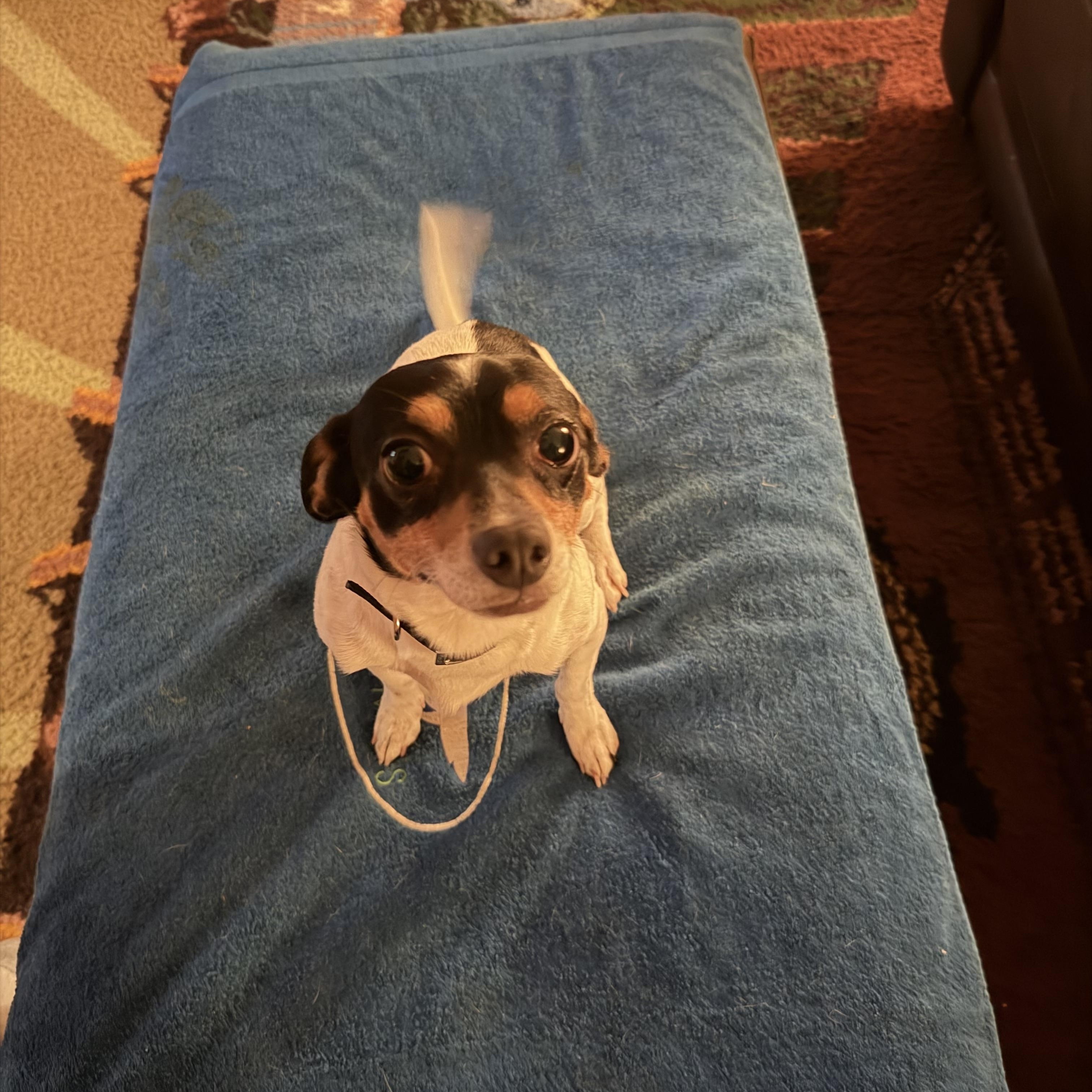 Enlarge Mouse (SC), a Adoptable Rat Terrier in Clinton, IL image 5/5