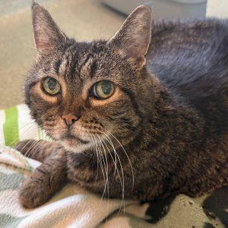 Amanda Banana, ADOPTABLE, Senior Female Domestic Short Hair.