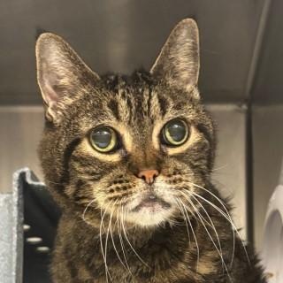 Enlarge Amanda Banana, a ADOPTABLE Domestic Short Hair in Chicago, IL image 4/4