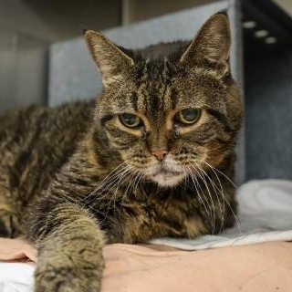 Enlarge Amanda Banana, a ADOPTABLE Domestic Short Hair in Chicago, IL image 3/4